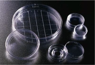 美國BD Falcon細胞培養(yǎng)皿